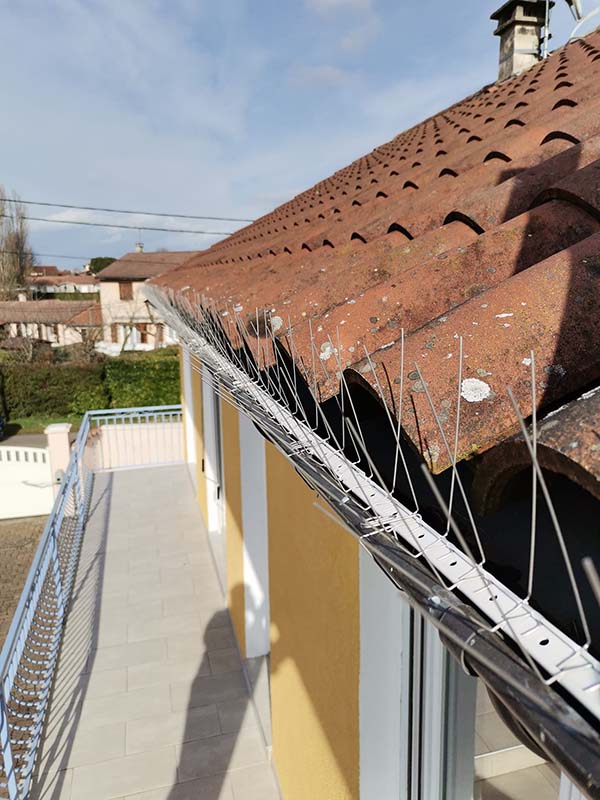 Dépigeonnage l'Ain
