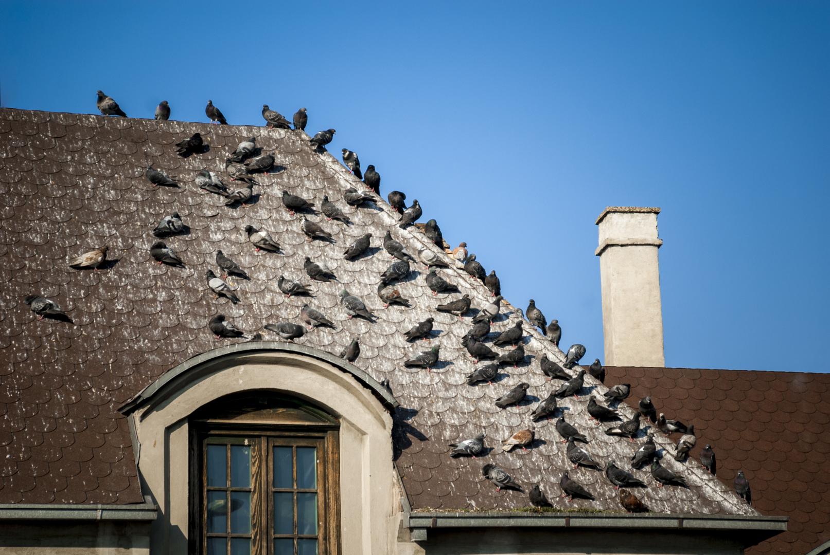 Dépigeonnage l'Ain